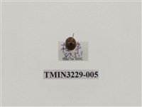 藏品(纖麗瓢蟲)的圖片